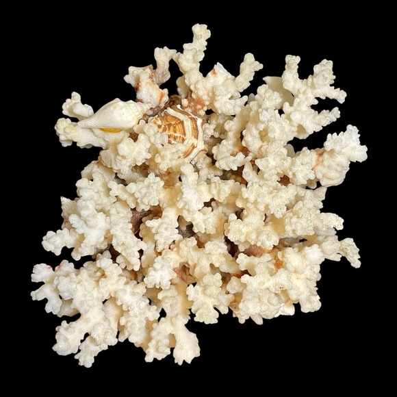 Vintage 1950s Natural Dried Coral Specimen Large Sculpture with Ceramic Base - Picture 5 of 12